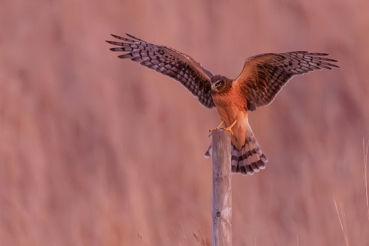 Northern Harrier