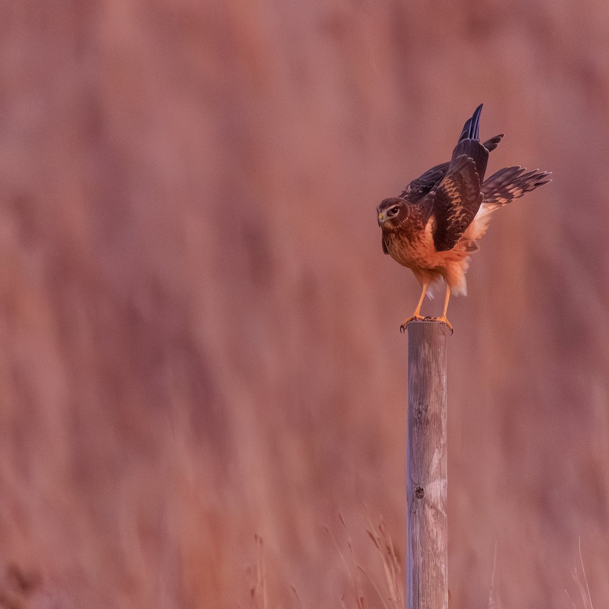 Northern Harrier