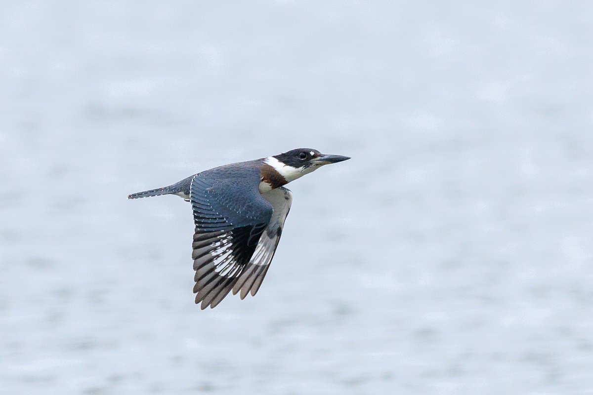 Belted Kingfisher