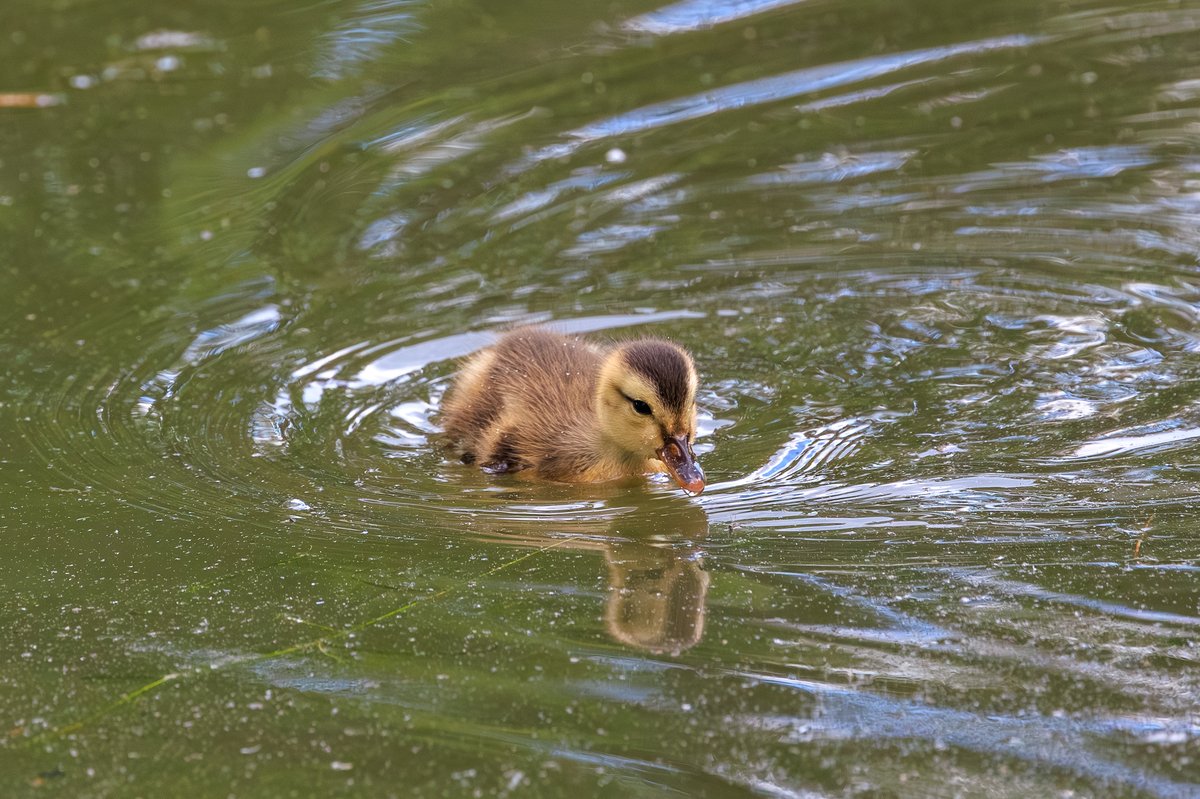 Mallard