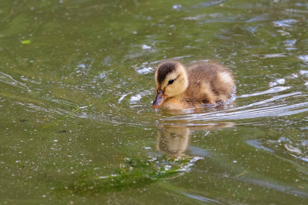 Mallard