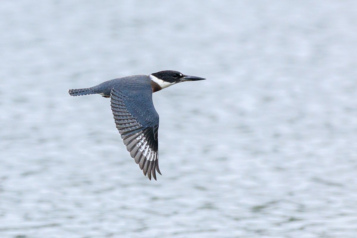 Belted Kingfisher