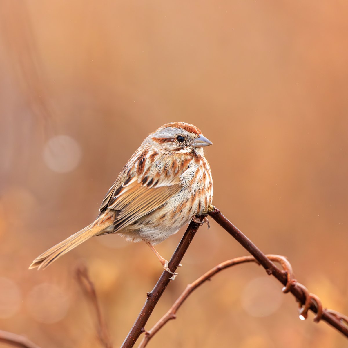 Song Sparrow