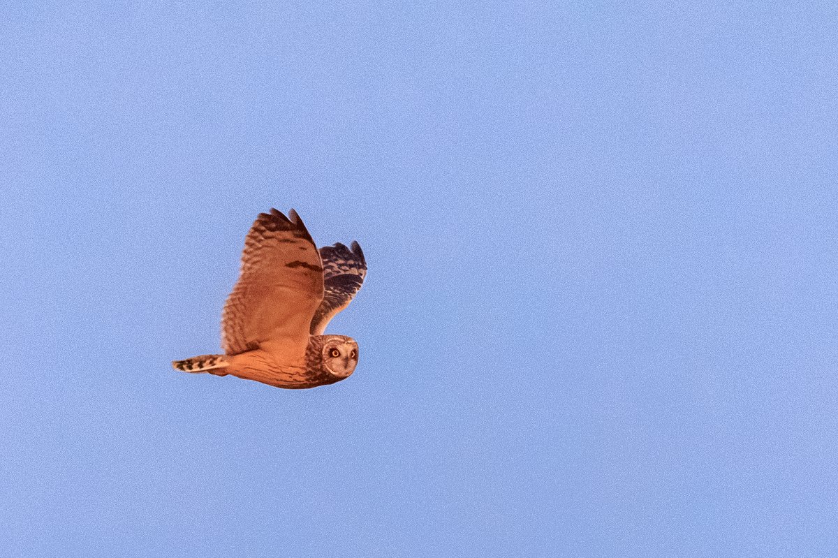 Short-eared Owl