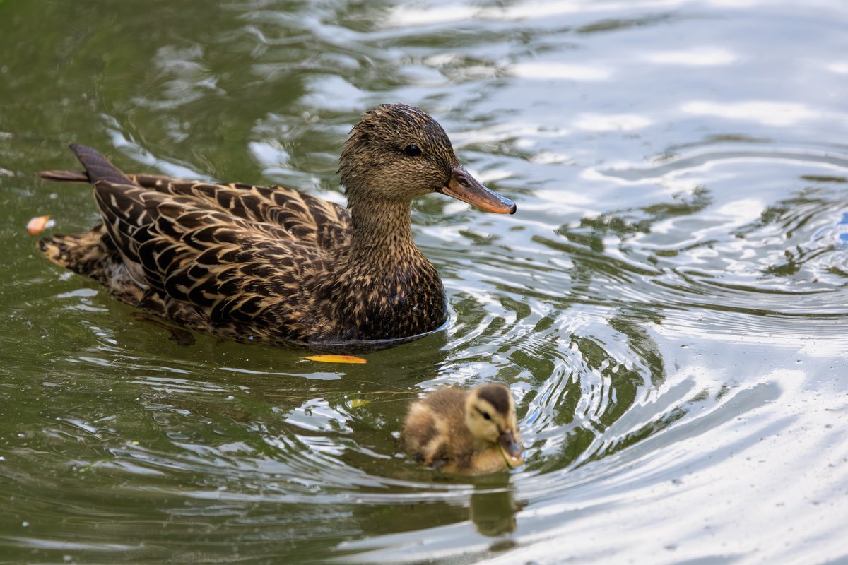 Mallard