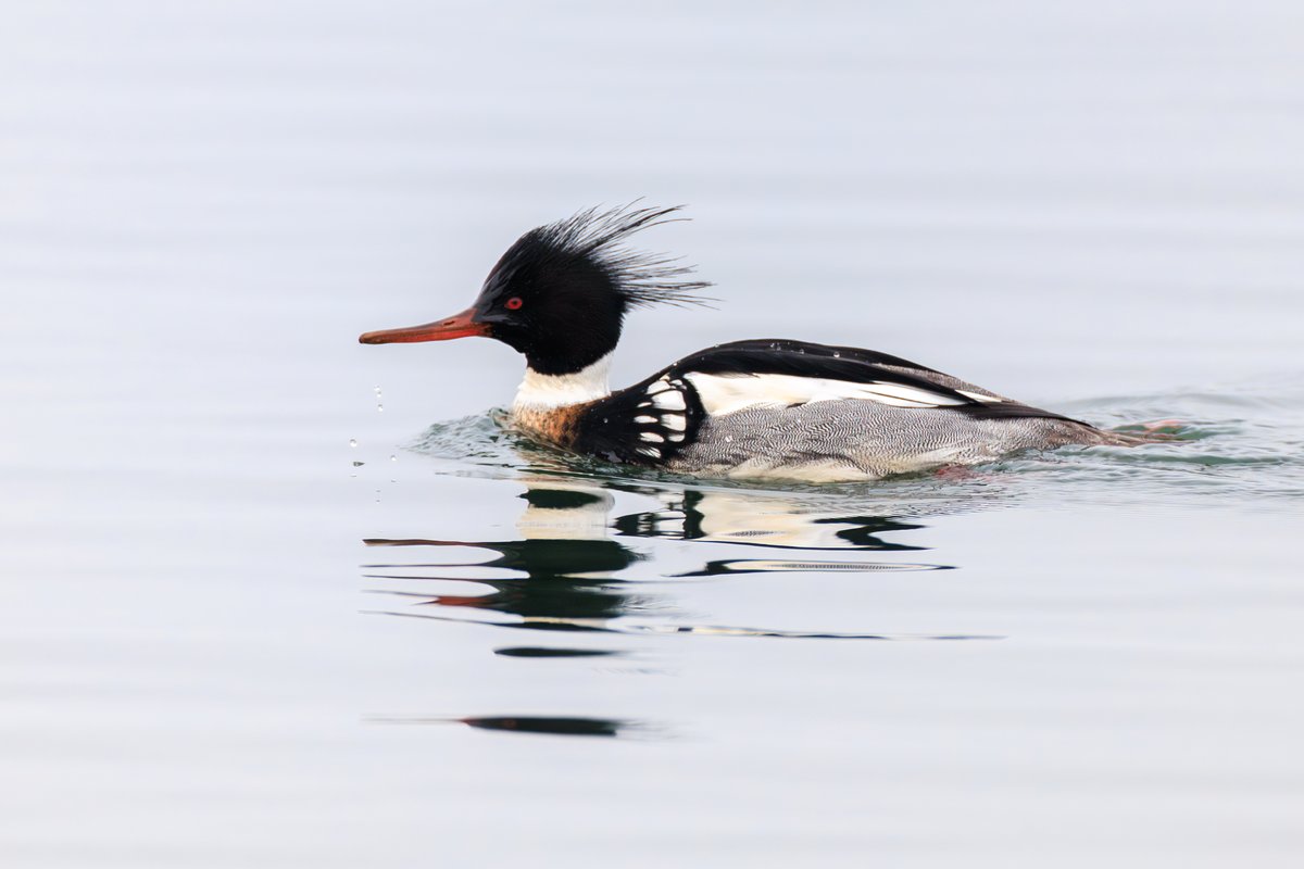 Red-breasted Merganser