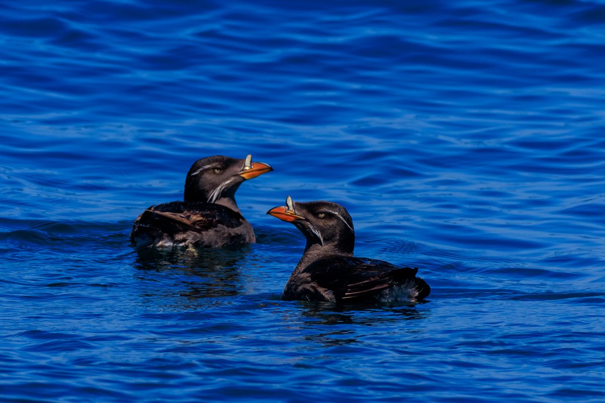 Rhinoceros Auklet