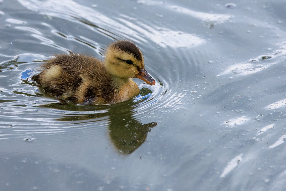 Mallard