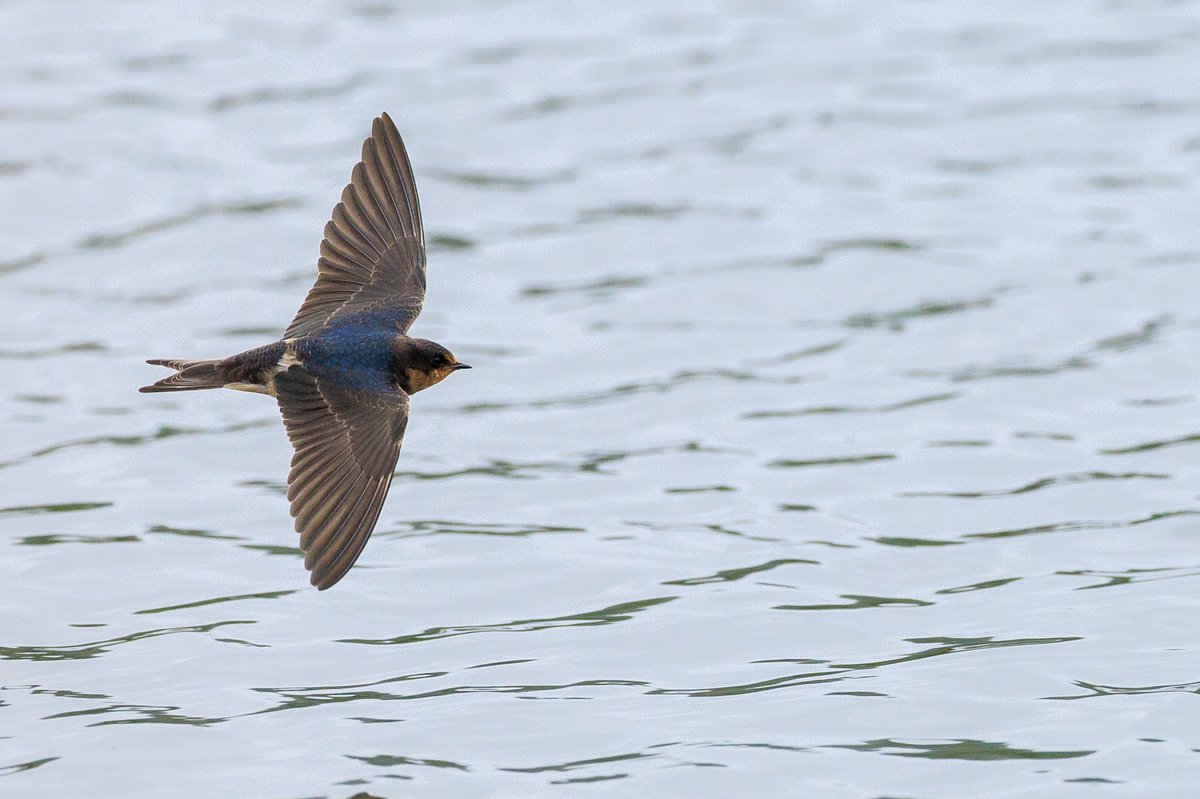 Barn Swallow