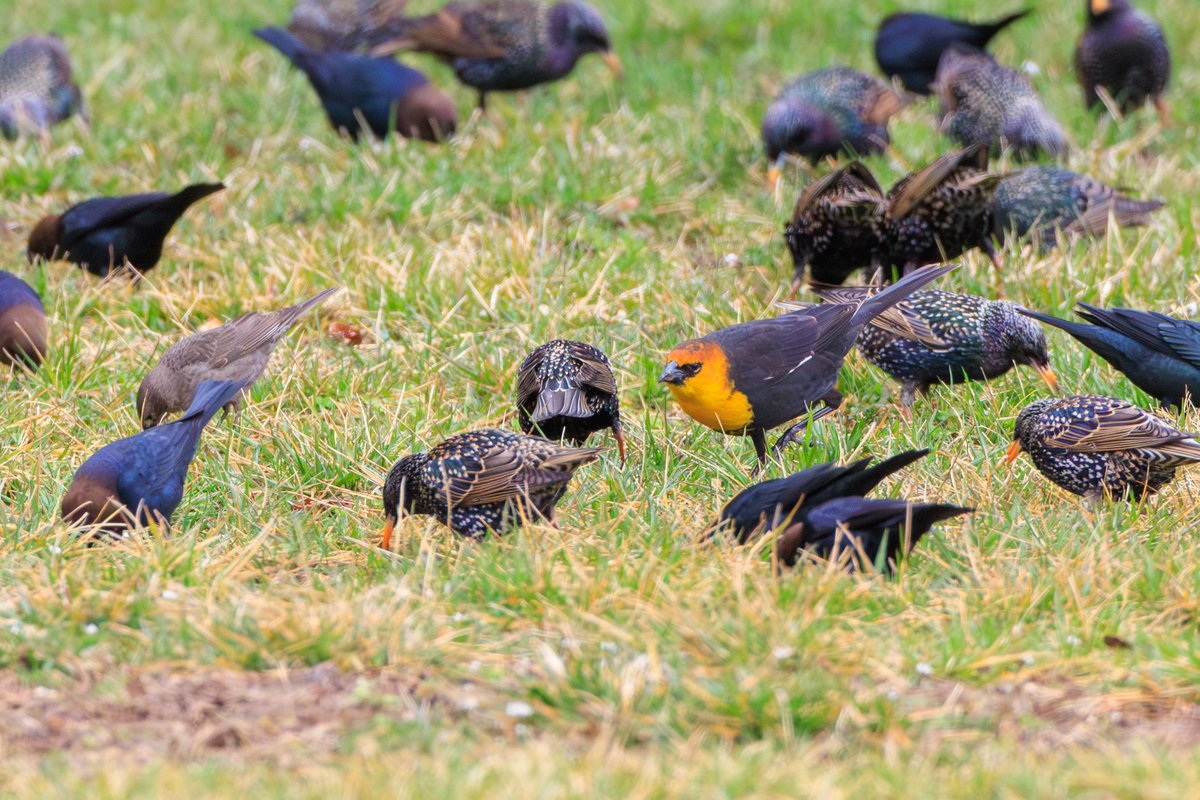 European Starling
