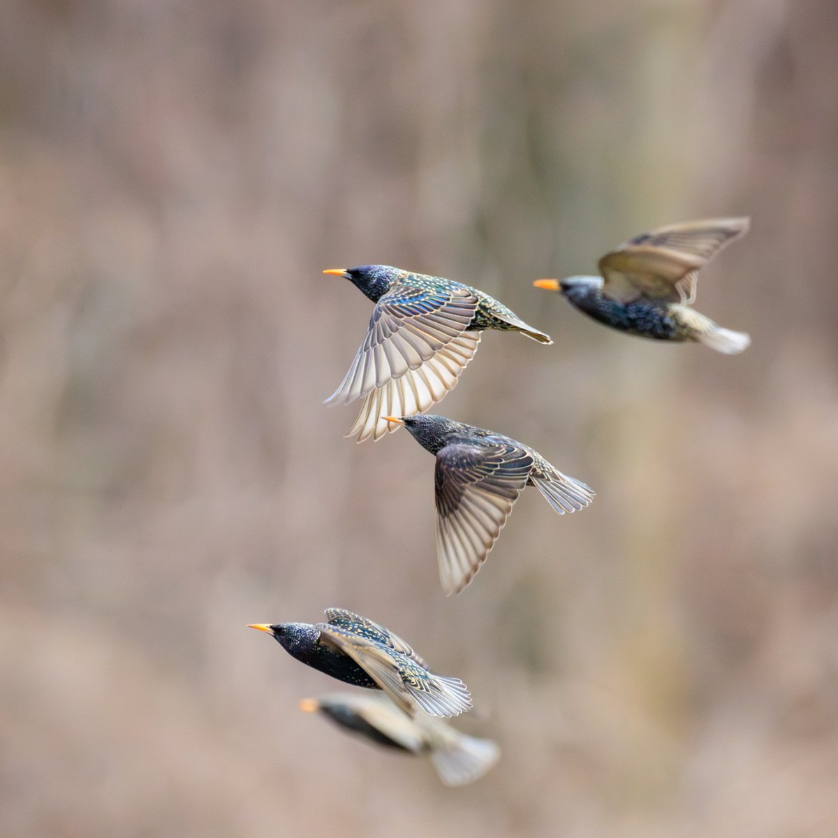 European Starling