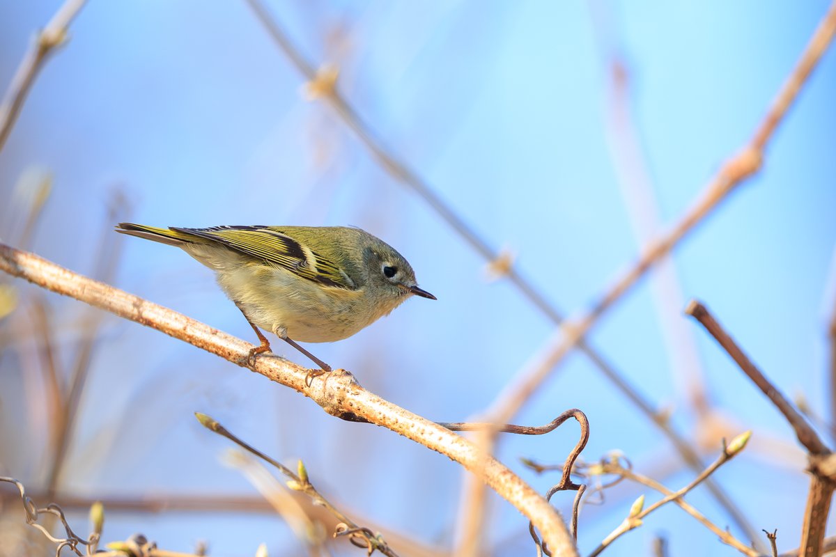 Ruby-crowned Kinglet