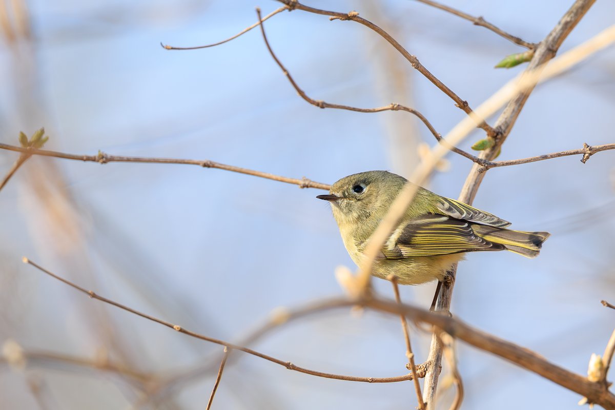 Ruby-crowned Kinglet