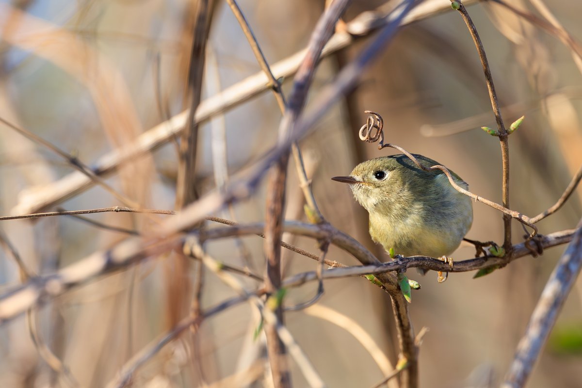 Ruby-crowned Kinglet