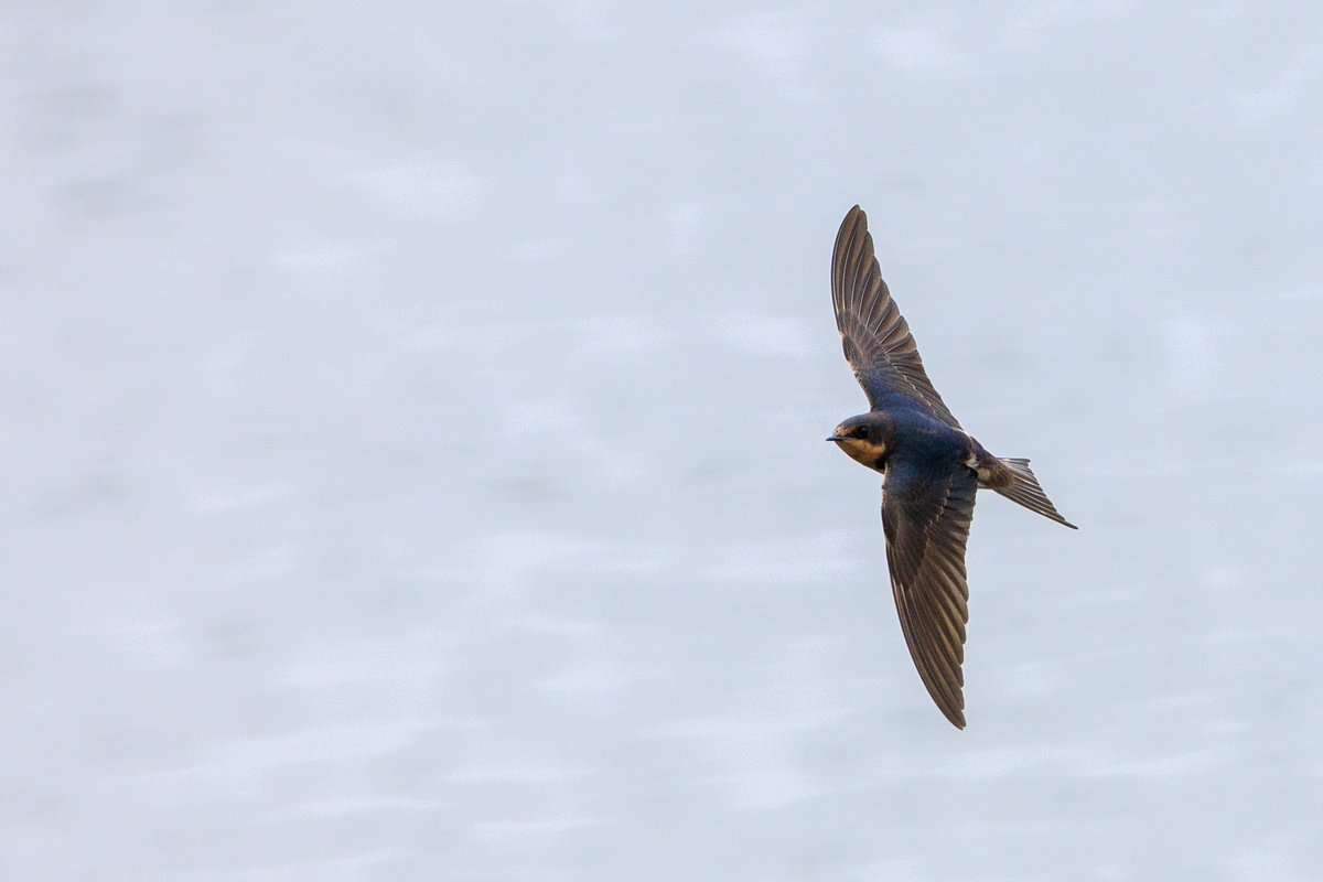 Barn Swallow