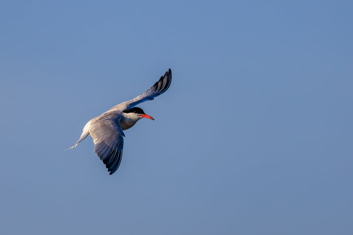 Common Tern