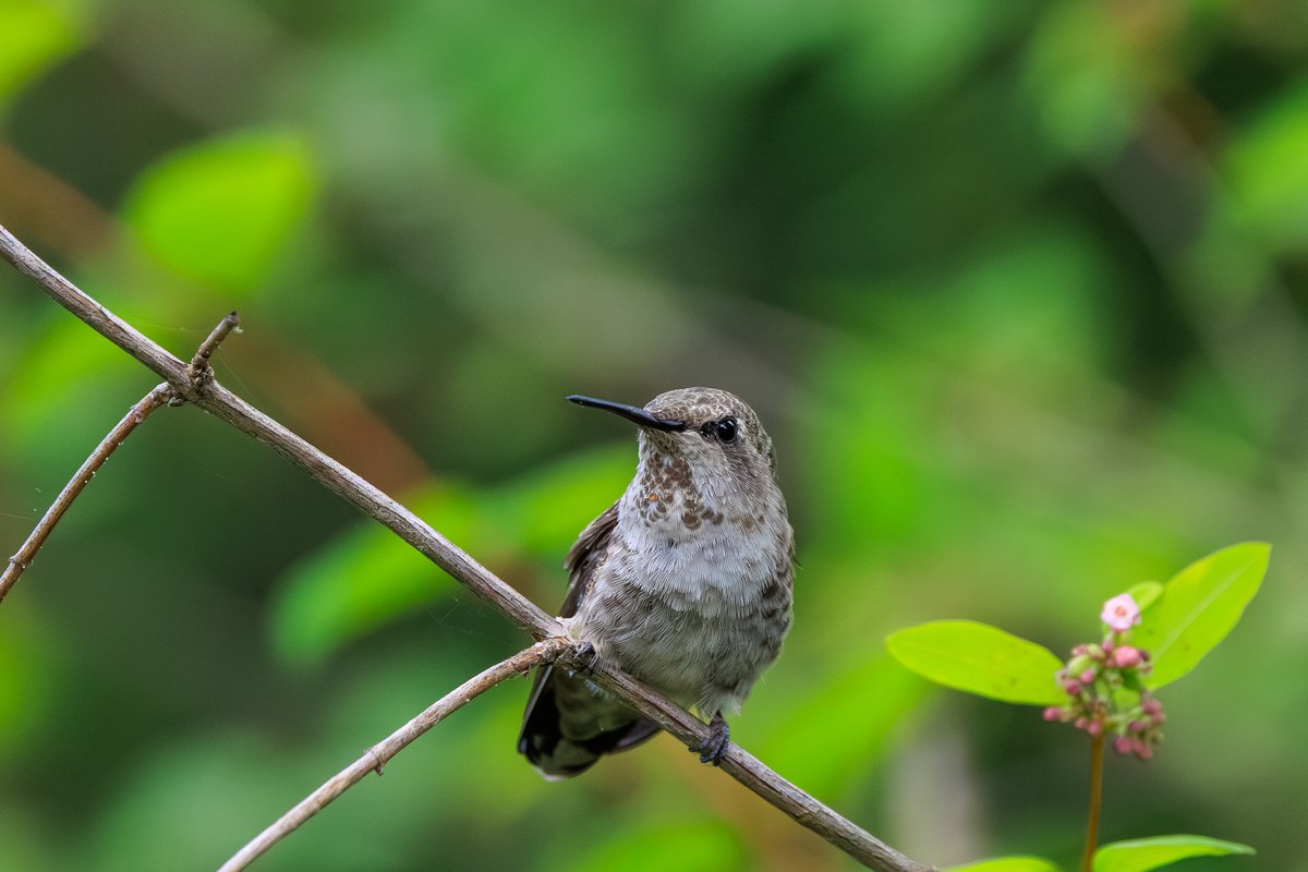 Anna's Hummingbird