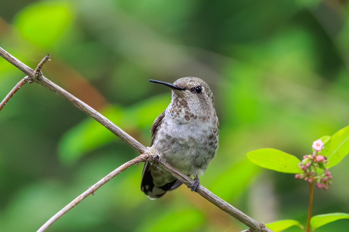 Anna's Hummingbird