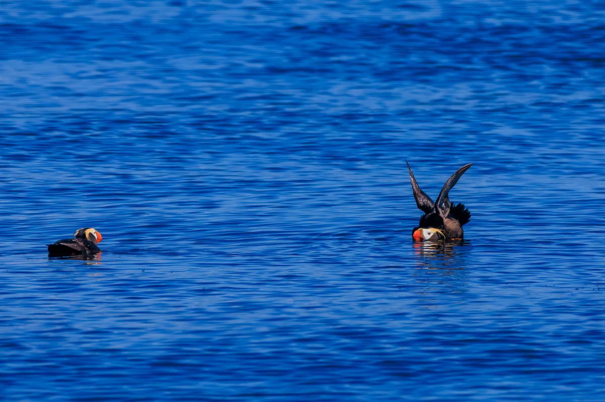 Tufted Puffin