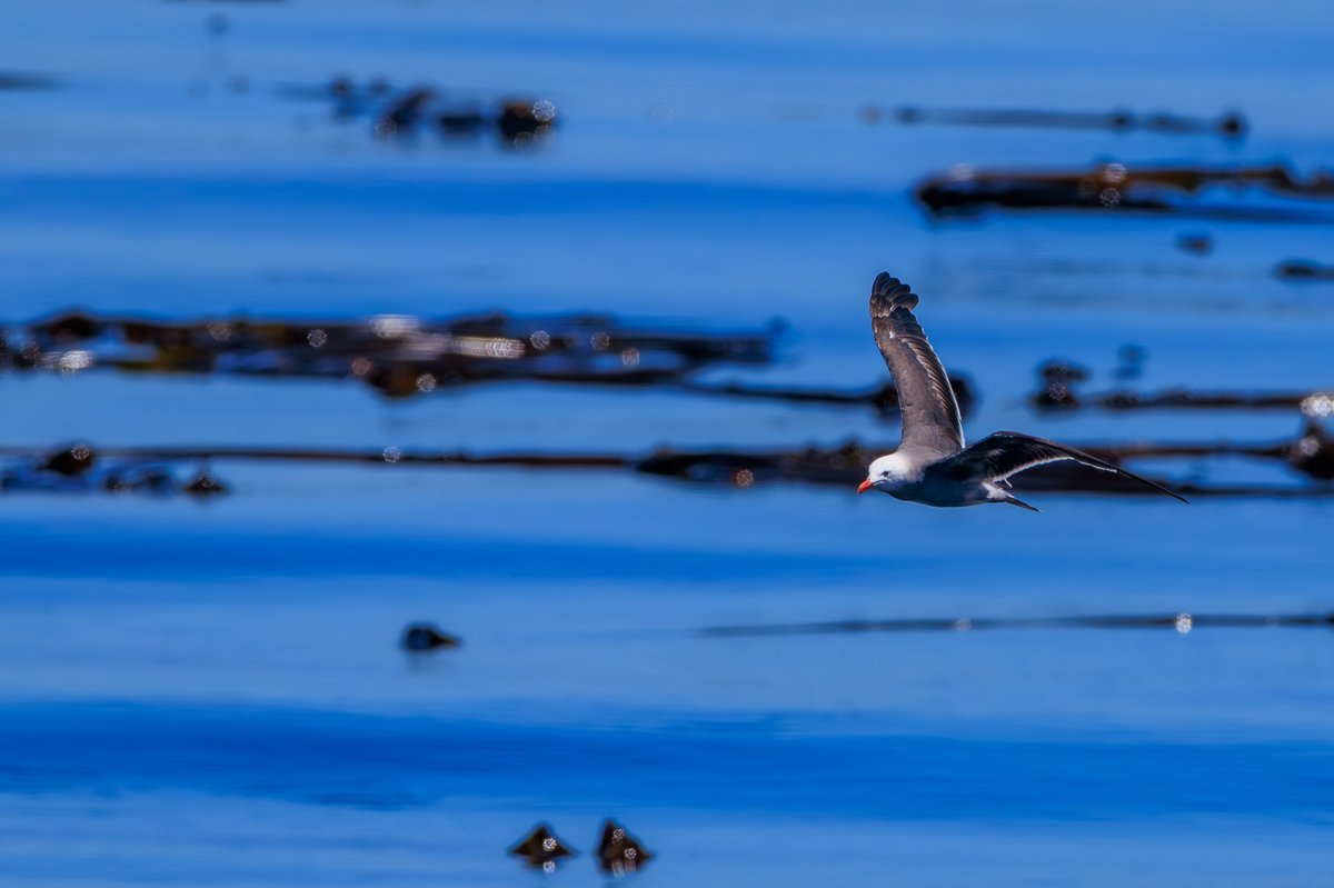 Heermann's Gull