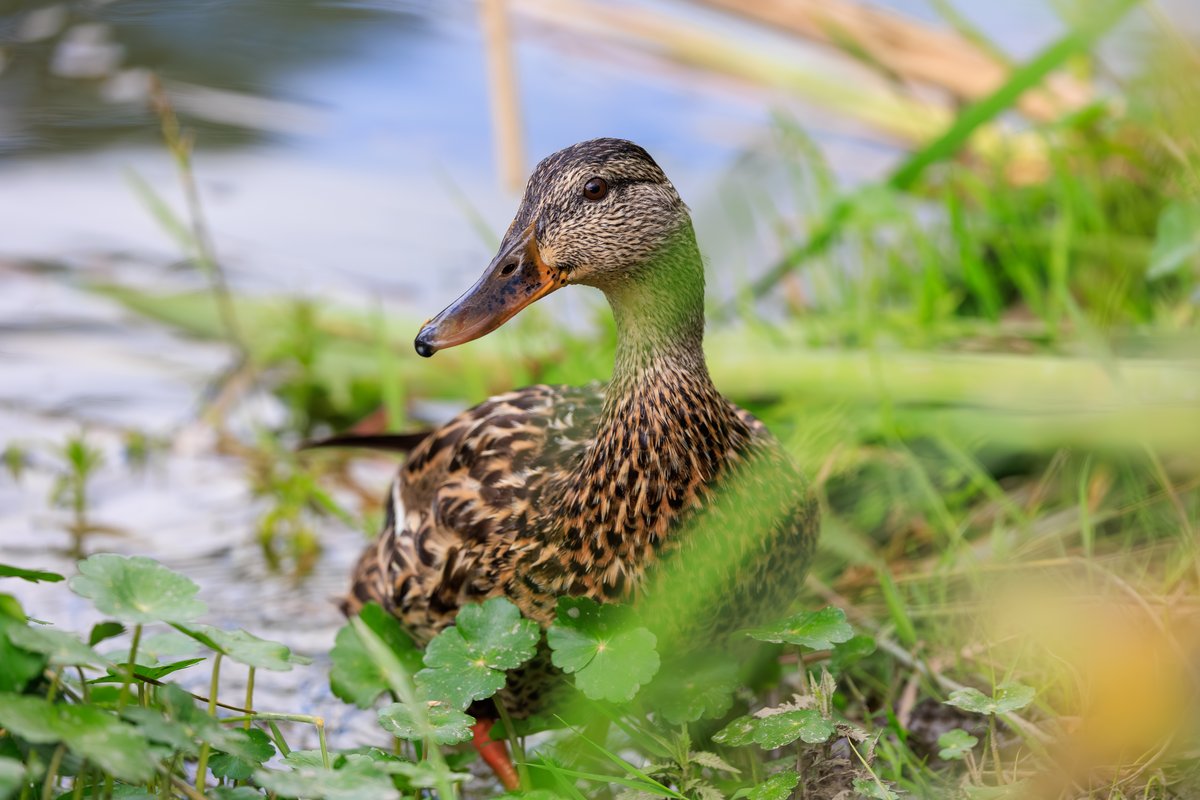 Mallard
