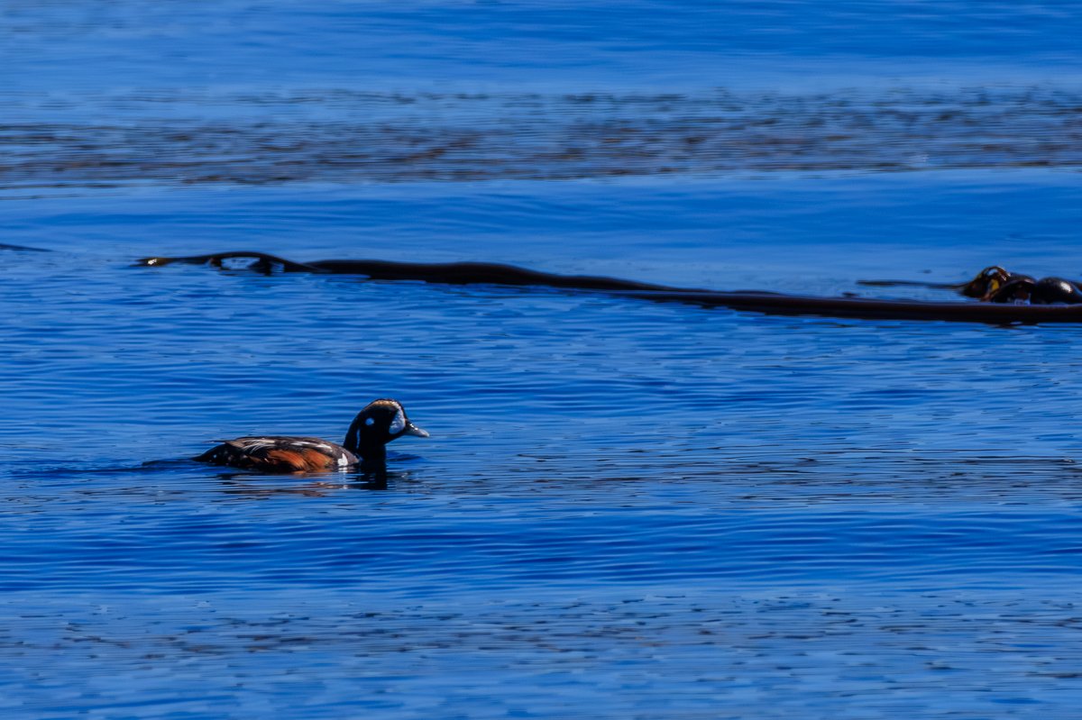 Harlequin Duck
