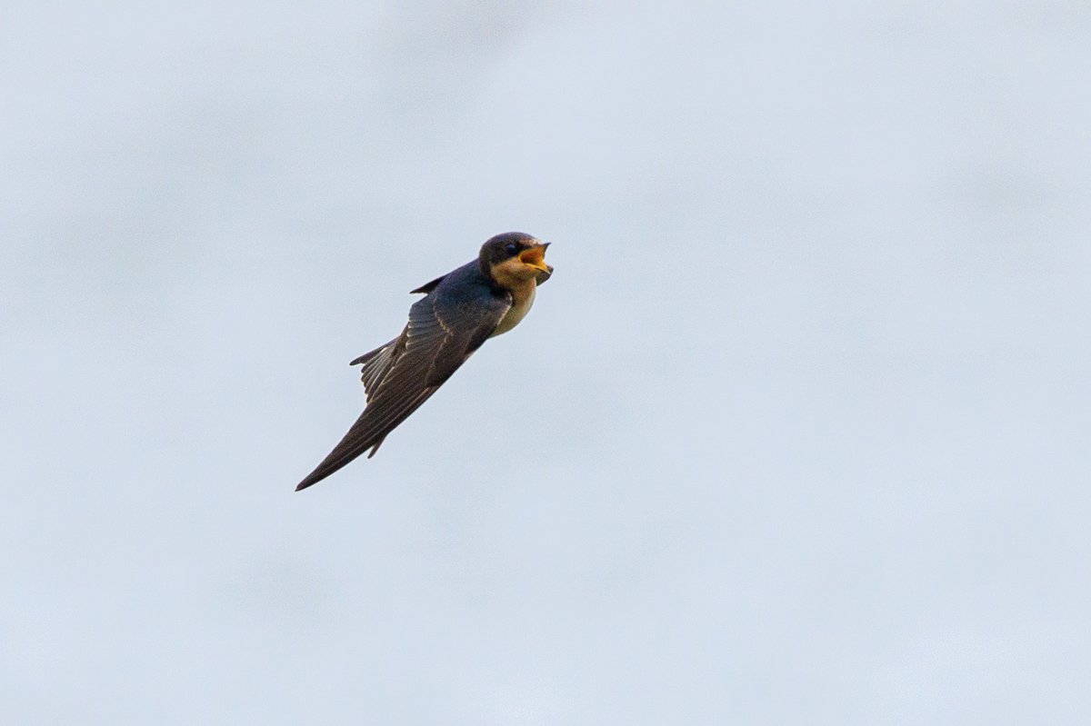 Barn Swallow