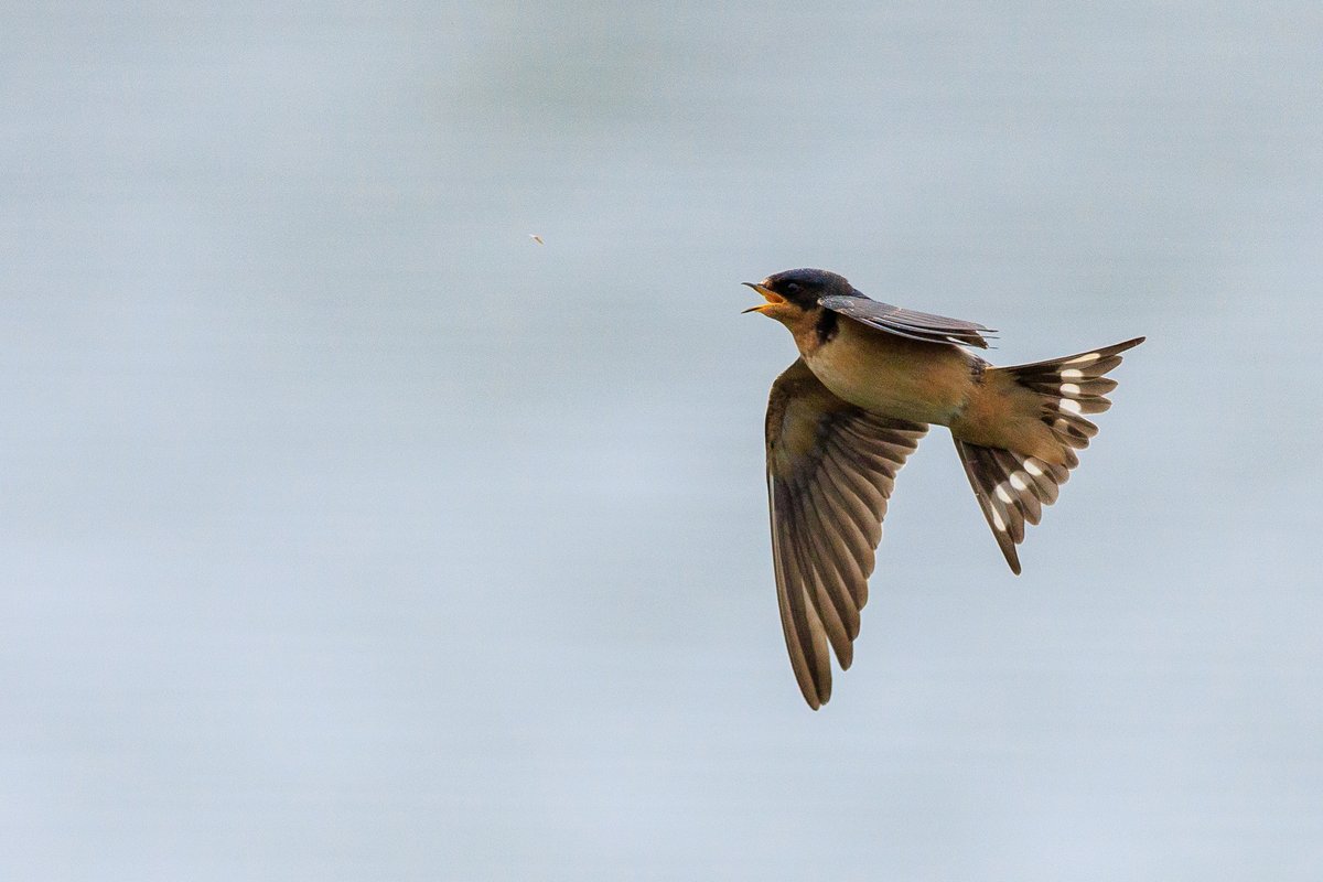 Barn Swallow