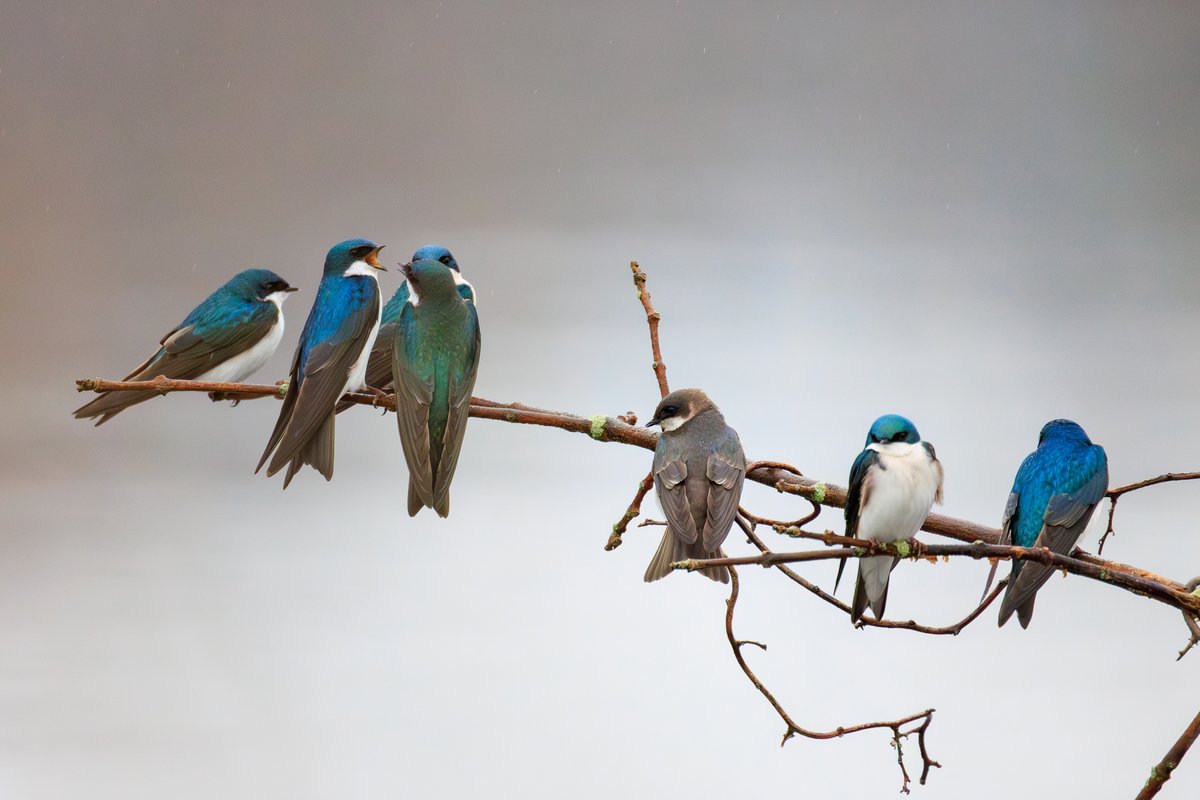 Tree Swallow