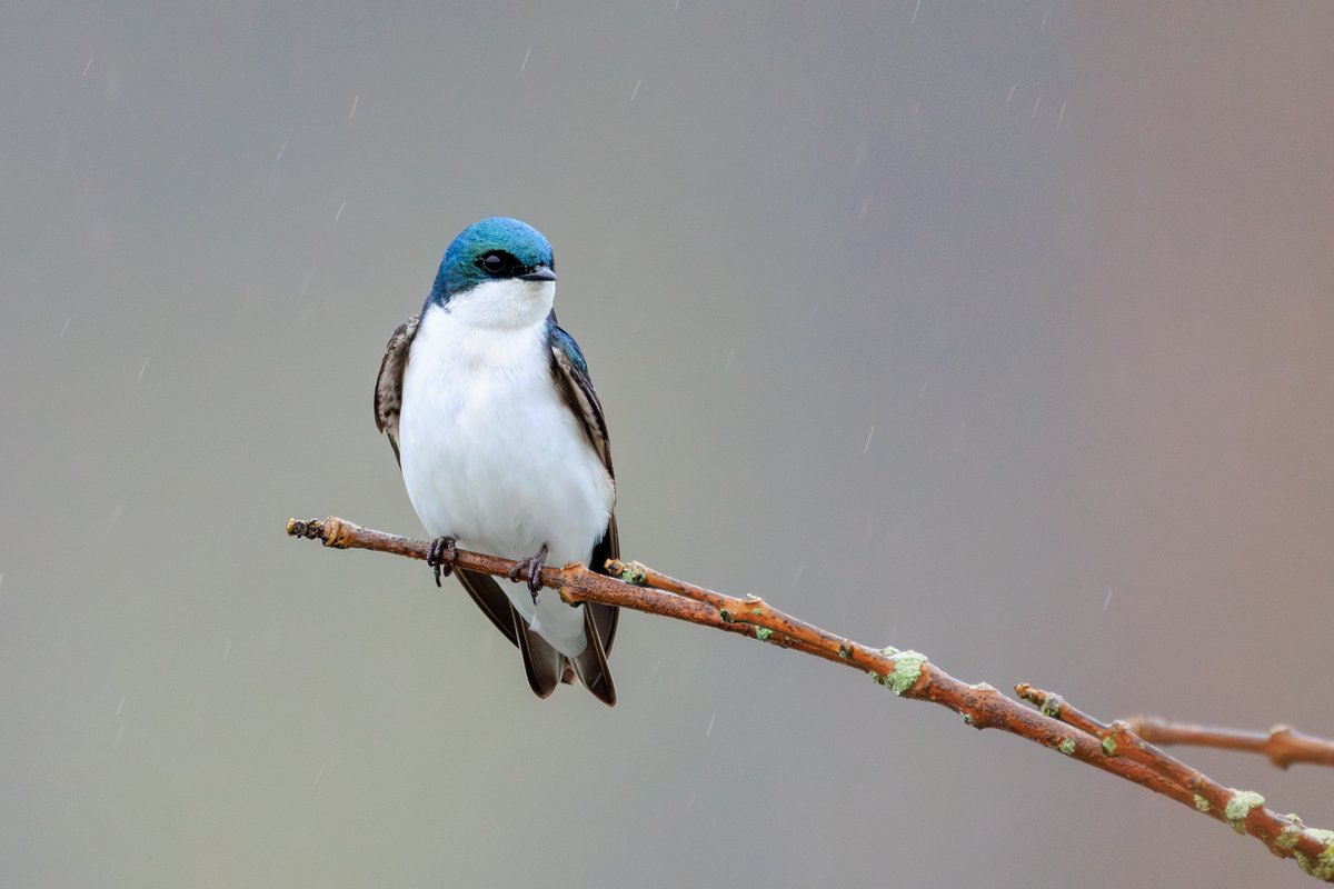 Tree Swallow