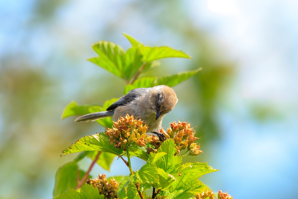 Bushtit