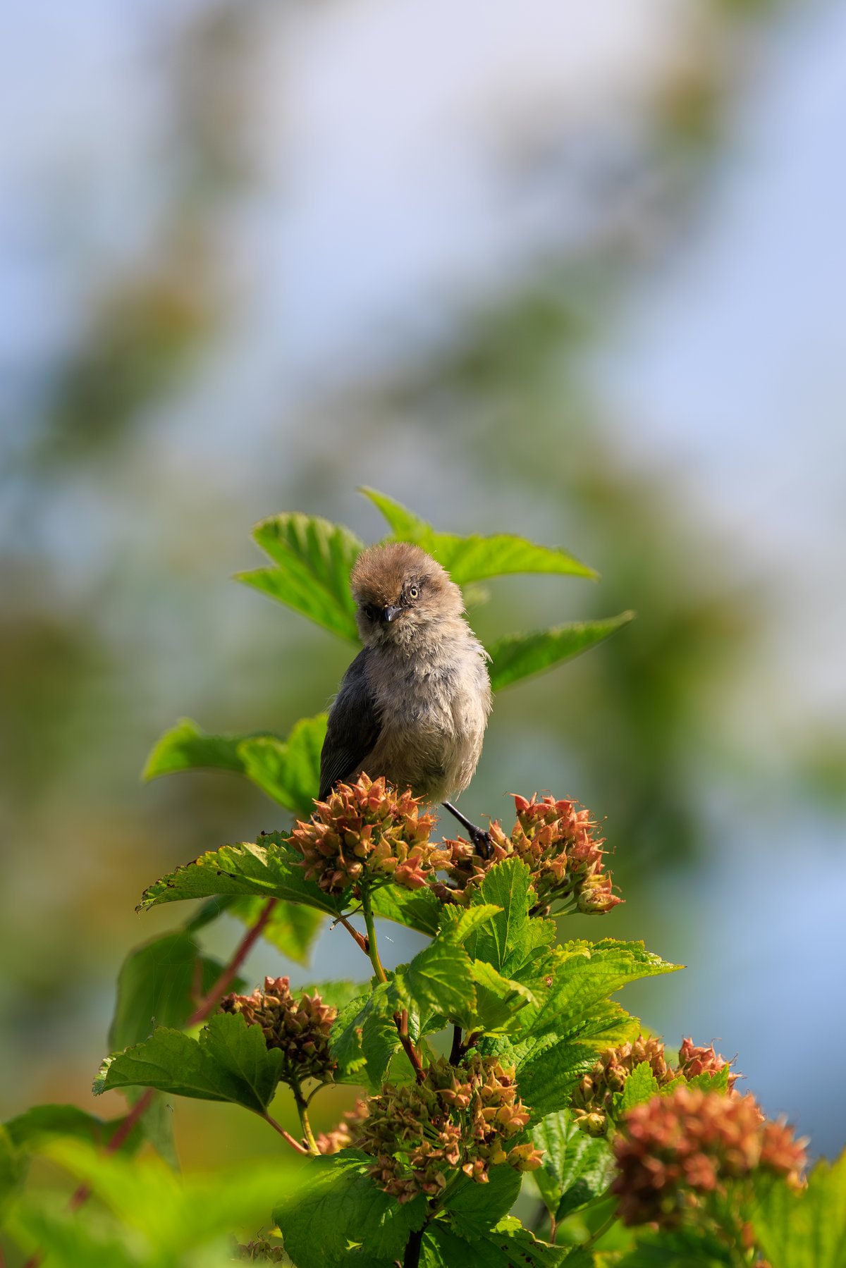 Bushtit