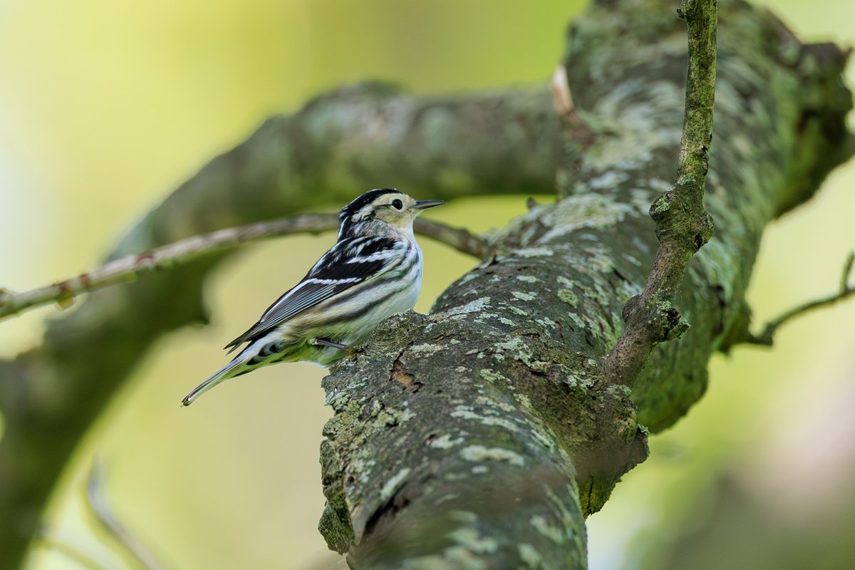 Black-and-white Warbler