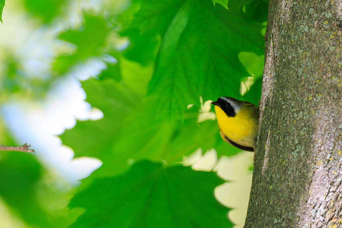 Common Yellowthroat