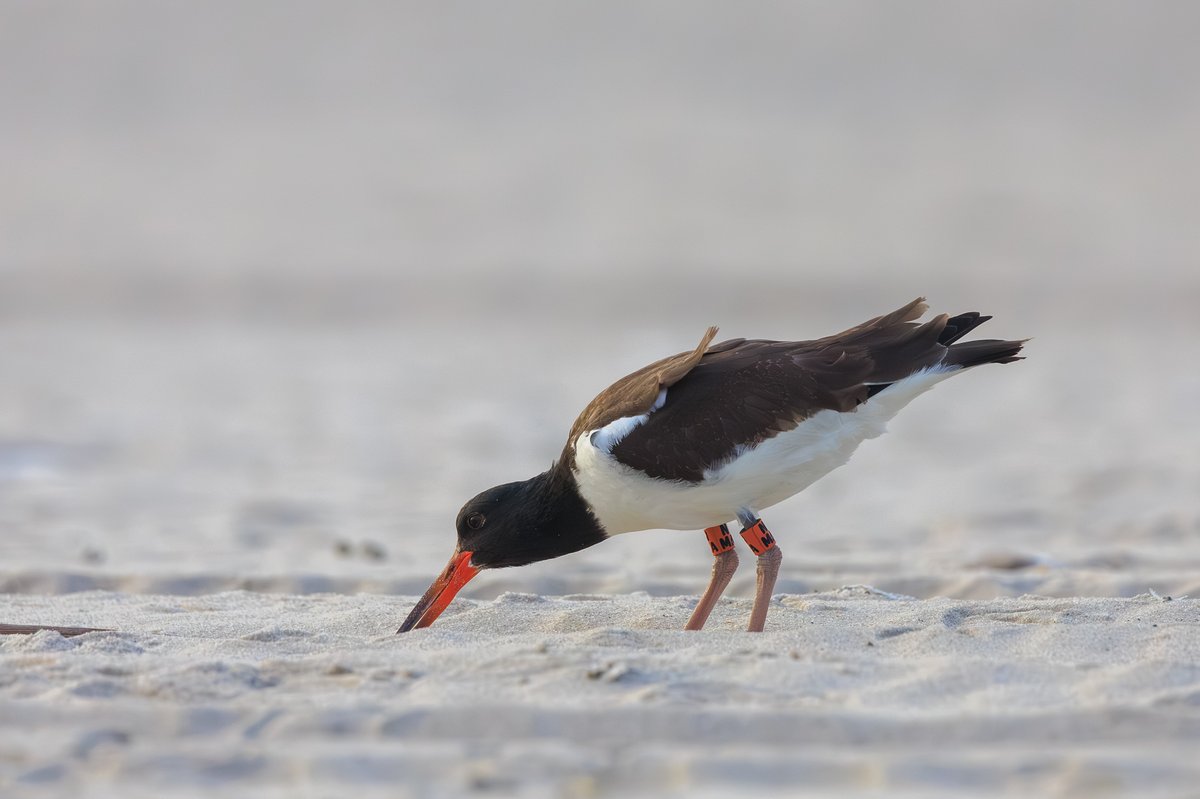 American Oystercatcher