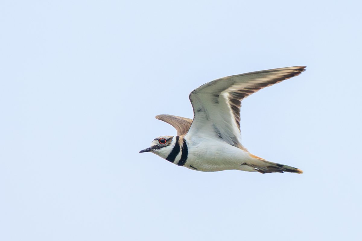 Killdeer