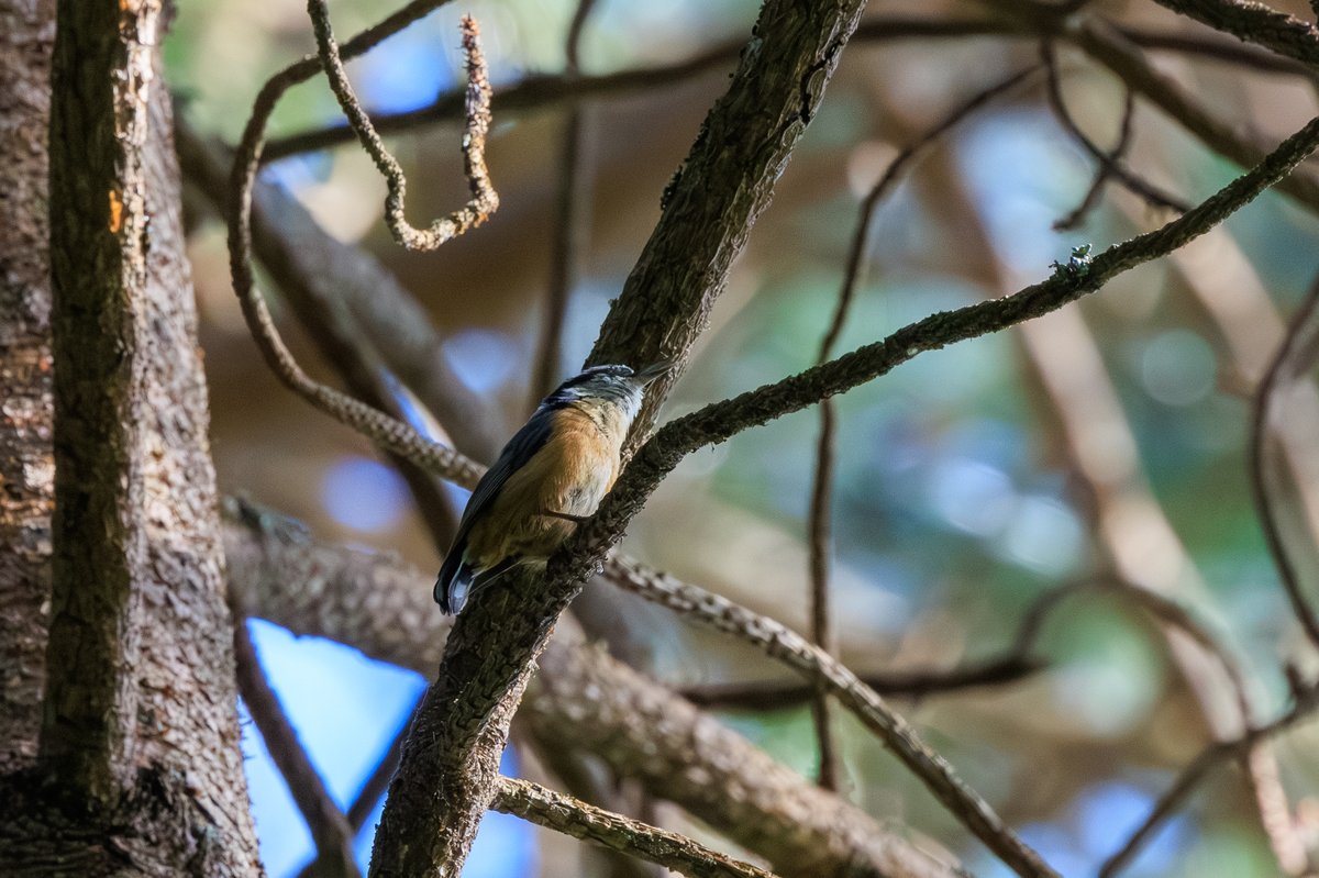 Red-breasted Nuthatch