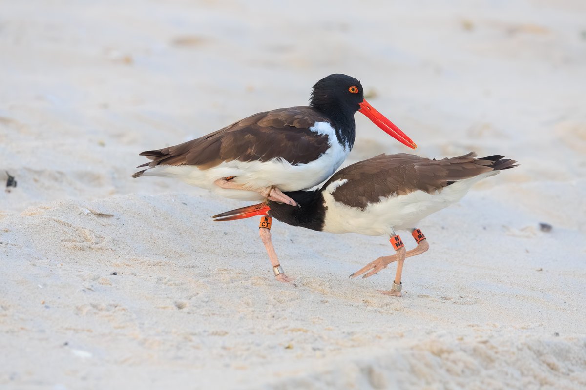 American Oystercatcher