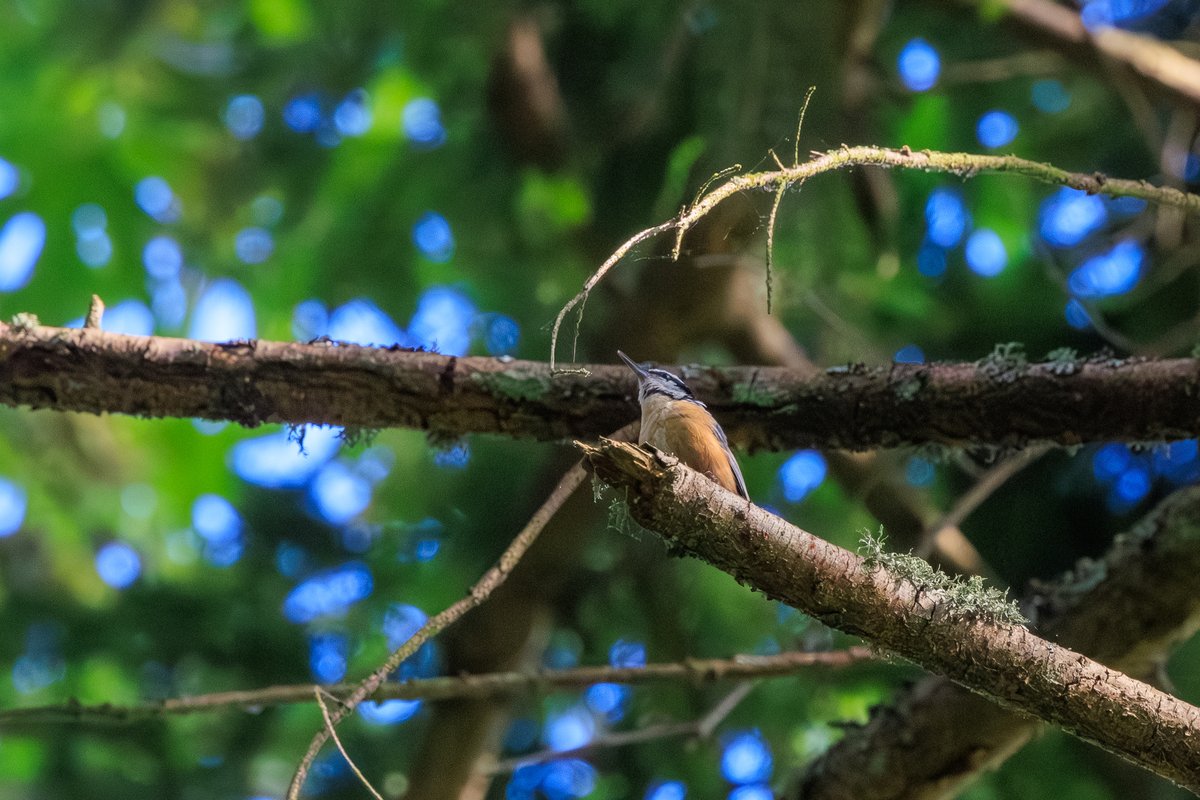 Red-breasted Nuthatch