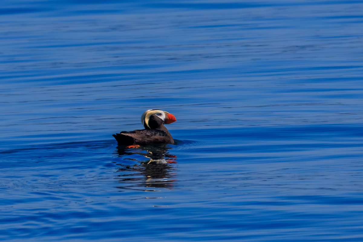 Tufted Puffin