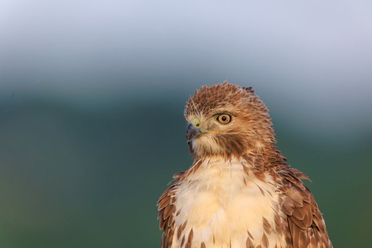 Red-tailed Hawk
