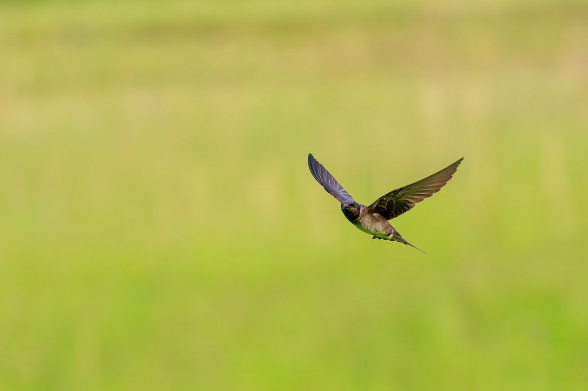 Purple Martin