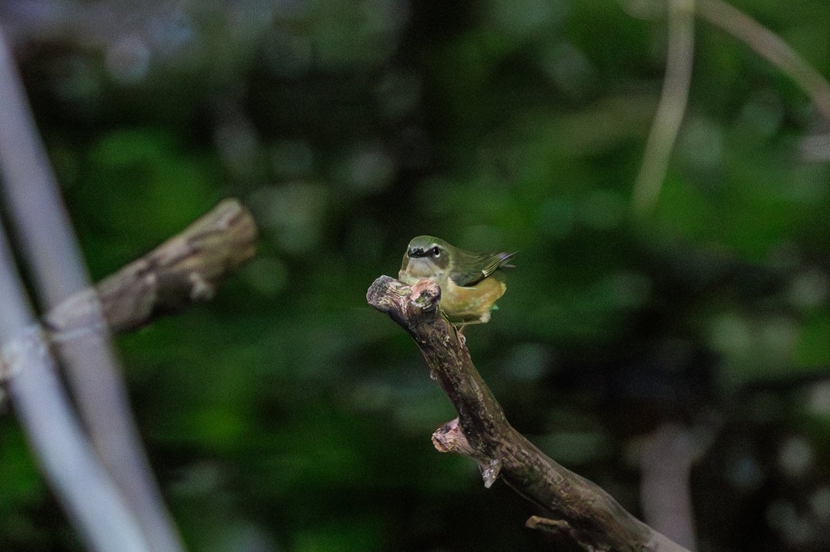 Black-throated Blue Warbler