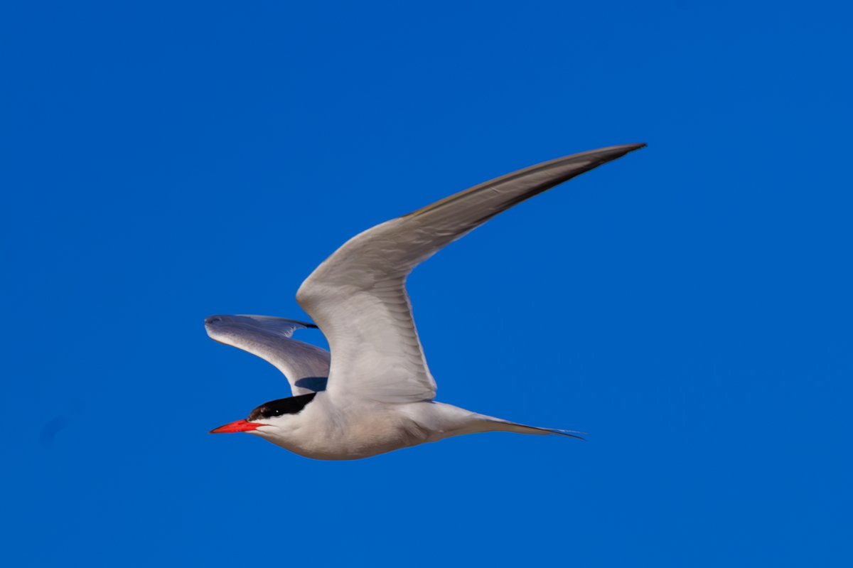 Common Tern