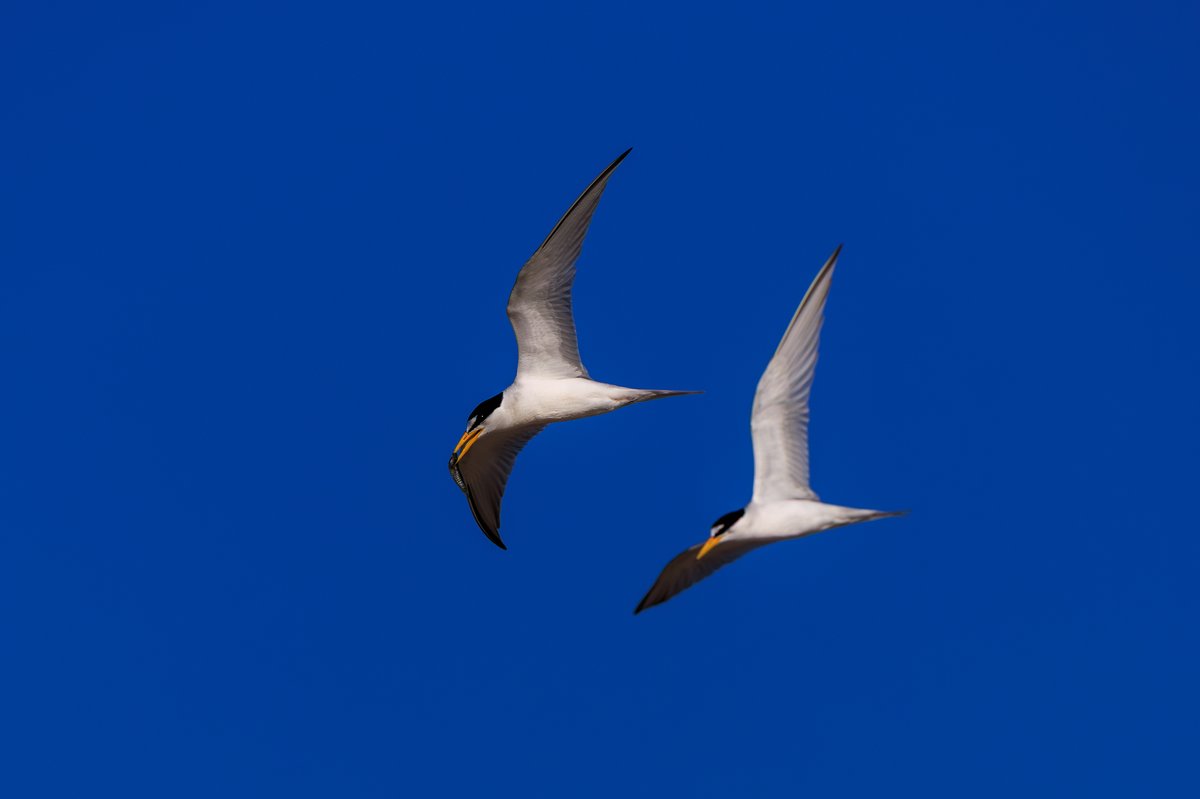 Least Tern