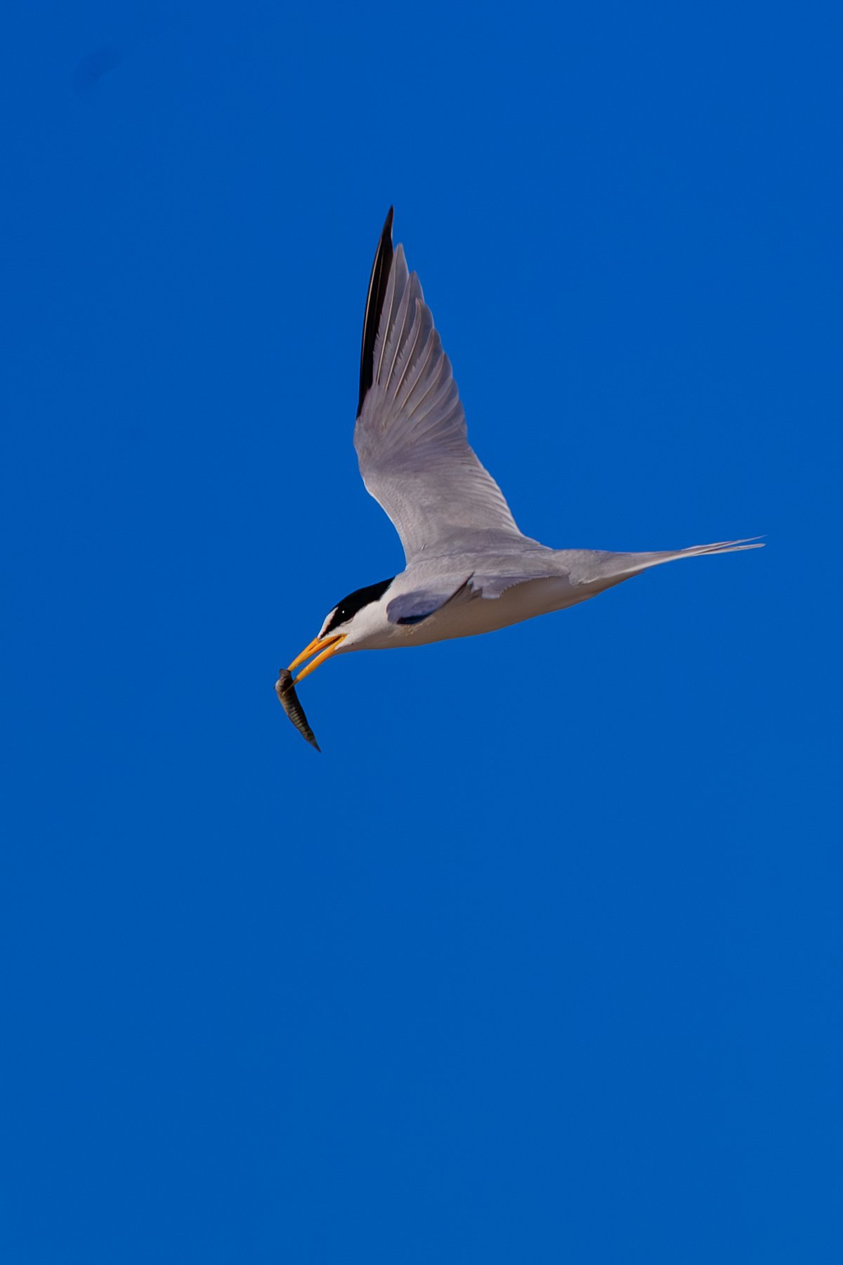 Least Tern