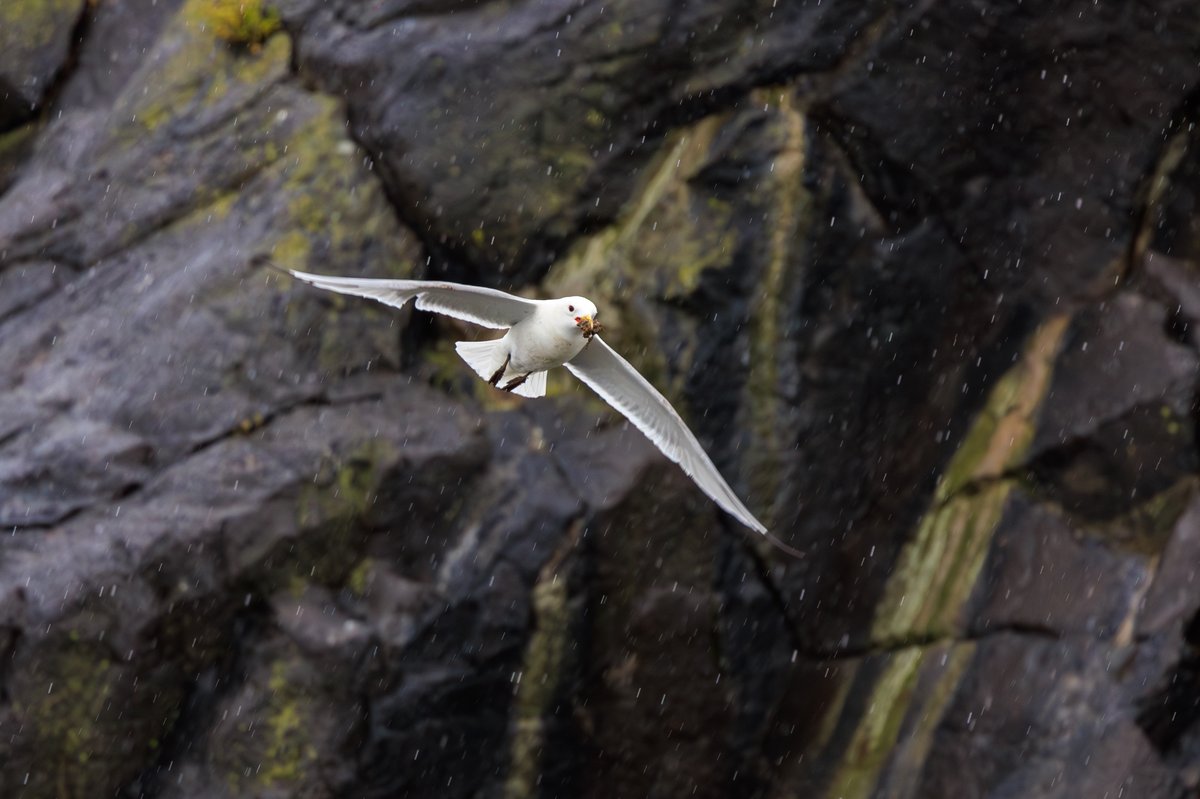Black-legged Kittiwake
