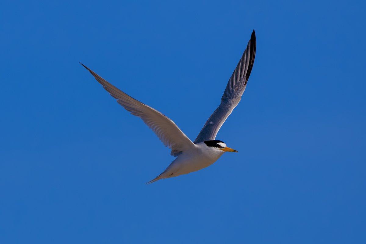 Least Tern