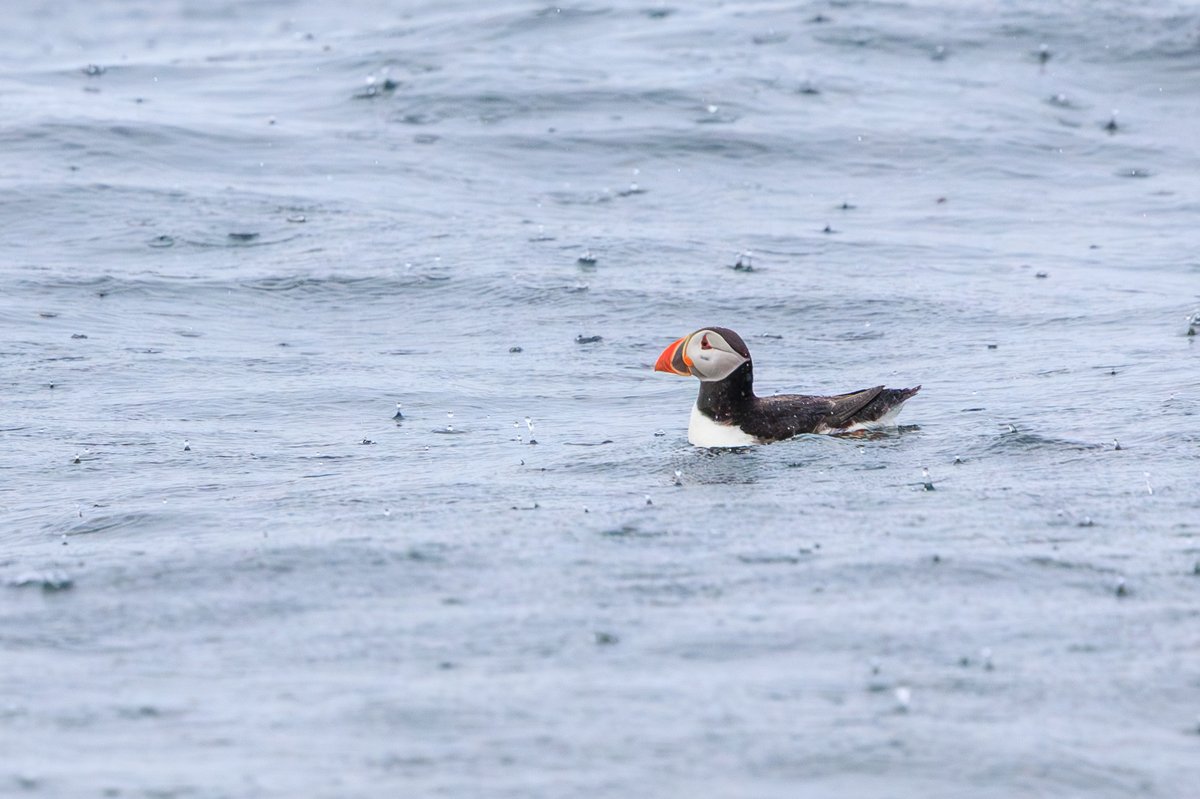 Atlantic Puffin