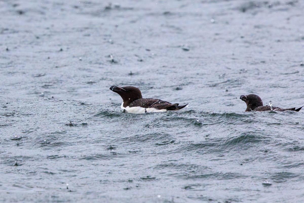 Razorbill